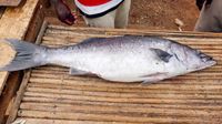 Fisch aus dem Tanganyika See